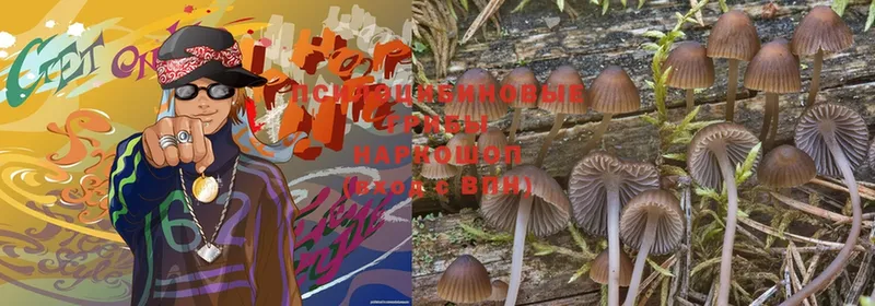 где продают   Кумертау  Псилоцибиновые грибы MAGIC MUSHROOMS 